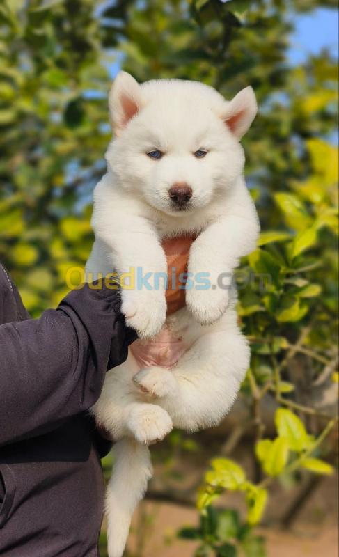  Chiot Husky blanc poil long 