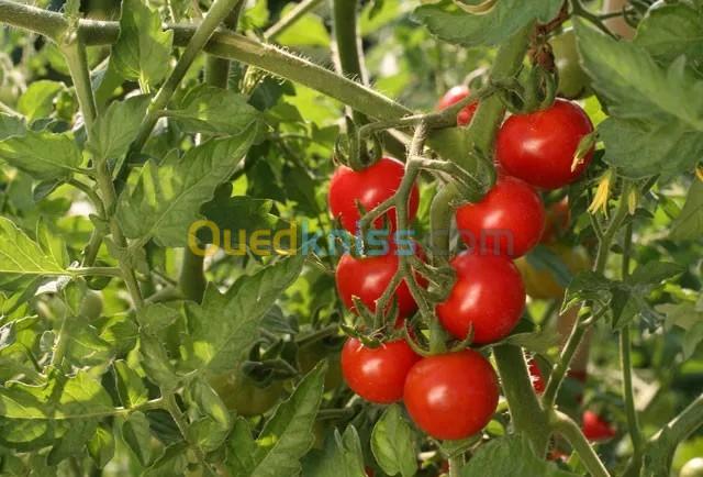  البذور الزراعية أي نوع من الخضروات  / Semence de tout légumes et tomate cerise 