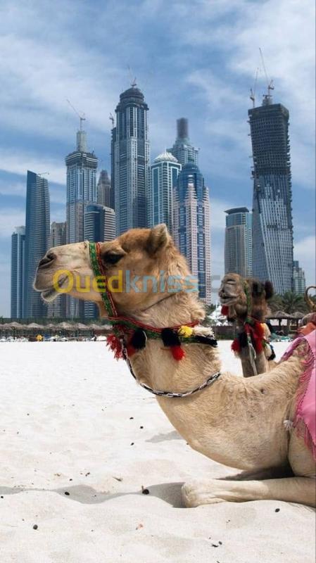  Voyage Organisé à Dubai