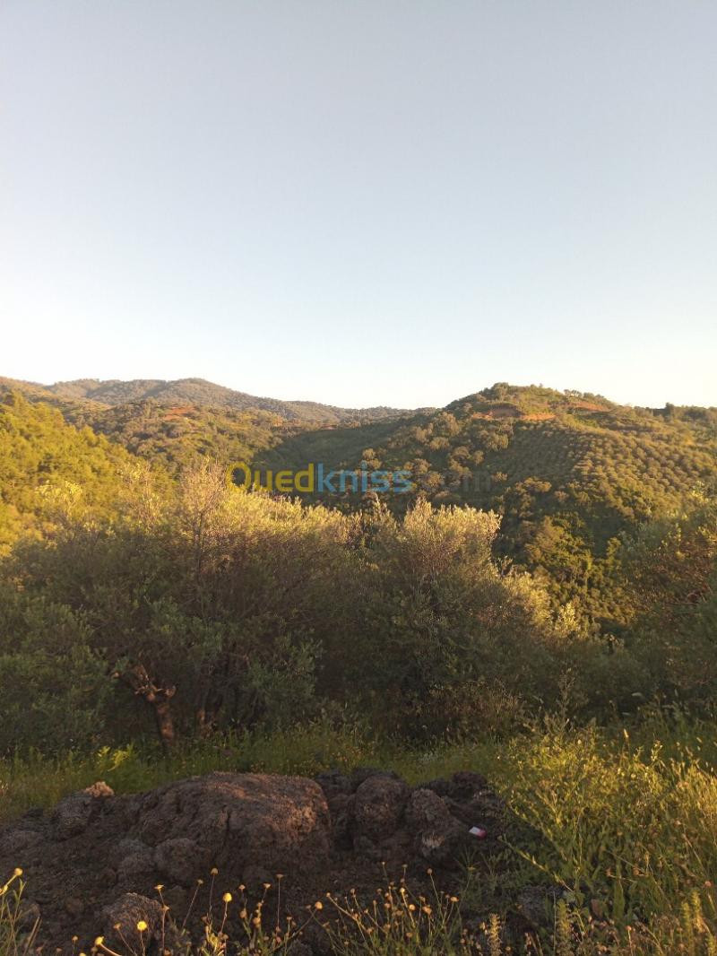 Vente Terrain Jijel El kennar nouchfi 9