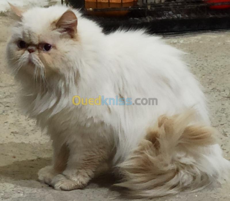 Himalayen Orange Point Algerie